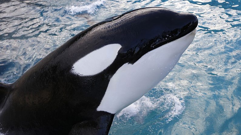 Una orca nada en el parque de exhibición de animales de Marineland en la ciudad de Antibes, en la Riviera Francesa, el 12 de diciembre de 2013. (VALERY HACHE/AFP vía Getty Images)