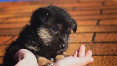 Un valiente cachorrito sobrevive tras ser a arrojado a una playa con sus 3 hermanitos