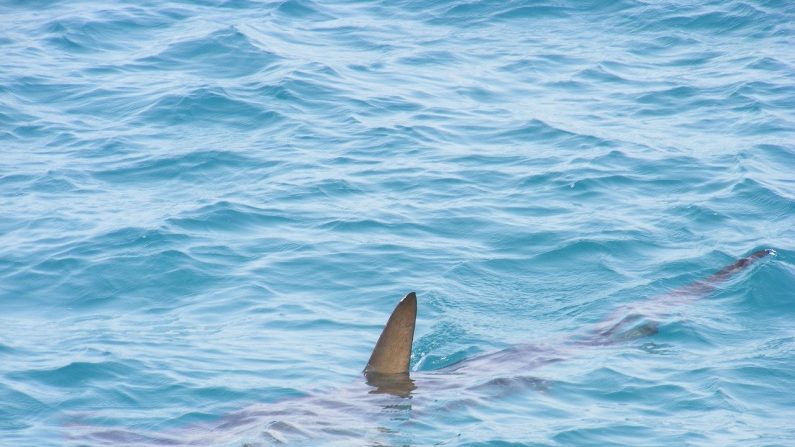 Imagen ilustrativa de una aleta de tiburón. (Créditos: alondav/Pixabay)
