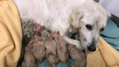 Nacen más de 100 cachorros en un refugio tras el rescate de 65 animales de un criadero de perros