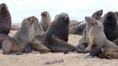 Alarma por la misteriosa muerte de miles de lobos marinos en el sur de África