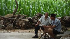 China enfrenta a una probable escasez de maíz después de los desastres naturales del verano