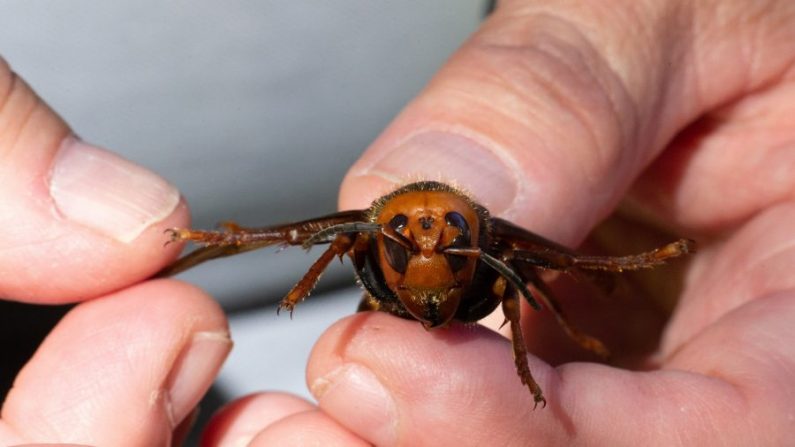 Un biólogo de plagas del Departamento de Agricultura del estado de Washington en Bellingham, Washington, el 29 de julio de 2020, con una muestra de un avispón gigante asiático muerto, procedente de Japón, también conocido como avispón asesino. (Karen Ducey/Getty Images).