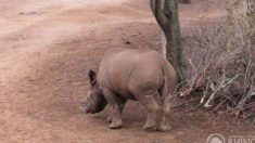 Bebé rinoceronte que recibió disparos de cazadores furtivos se recupera y vuelve a la naturaleza