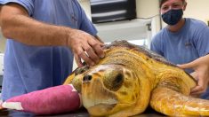 Cirujanos extirpan tumor de 6 Kg del tamaño de un balón de baloncesto a tortuga marina de Florida