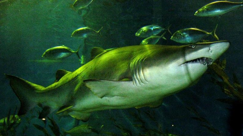 Un tiburón nodriza, especie marina habitualmente inofensiva para los humanos, mordió en un tobillo a un hombre en aguas de los Cayos de la Florida. EFE/Julian Smith/Archivo