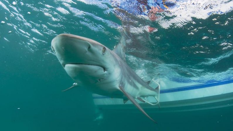 Fotografía cedida por la Florida Atlantic University donde se muestra un tiburón. EFE/Florida Atlantic University
