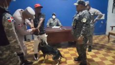 Perrito se presenta en la comisaría y consigue que liberen a su dueño detenido en República Dominicana
