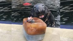 Vieja foca logra cumplir 31 años y posa sonriente junto a su pastel de pescado