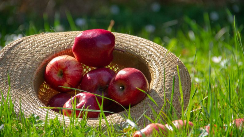 Las manzanas son abundantes y económicas en esta época del año. (Pxfuel/CCO)