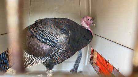 Reubican de manera segura a «Gerald» el pavo agresivo que aterrorizaba un vecindario de Oakland