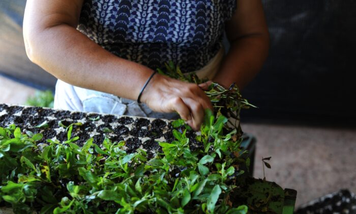 Una mujer selecciona algunas unidades de una plantación de stevia en Guayaibi, Paraguay, el 18 de octubre de 2014. (Norberto Duarte/AFP vía Getty Images)