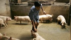 Una nueva ola de peste porcina africana golpea a China
