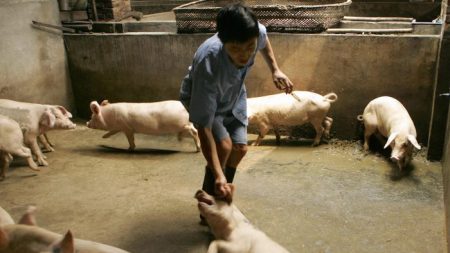 Nuevo brote de peste porcina africana afecta a Xinjiang, en China