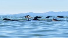 Nueva Zelanda intenta rescatar a 25 ballenas varadas en la Isla Norte