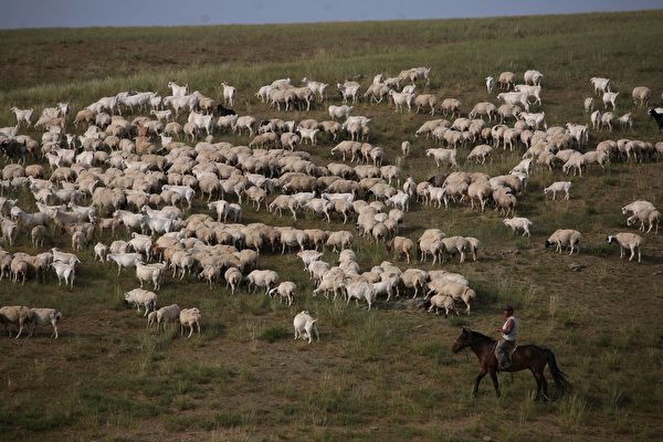 Un pastor cuida ovejas en Xilinhot, en la Región Autónoma de Mongolia Interior (China), el 8 de agosto de 2006. Xilinhot, situada en el centro de la pradera de Xilin Gol, una de las mayores praderas de China, es el centro económico y cultural de la Liga de Xilin Gol, una base de producción ganadera del norte de China. Como la pradera de Xilin Gol ha sufrido un grave deterioro de la arena y la desertificación, el gobierno ha puesto en marcha un proyecto para salvar la pradera, que encierra tierras de pastoreo y reubica a los pastores y el ganado de la pradera, según los medios de comunicación estatales. (Fotos de China/Getty Images)
