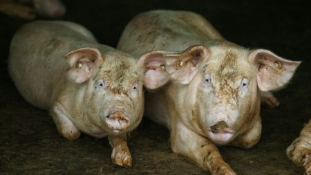 Argentinos rechazan acuerdo con China para producción porcina por antecedentes de encubrimiento del PCCh