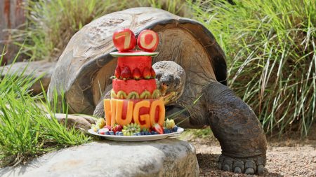 Tortuga gigante de Galápagos de 402 libras cumple 70 años y celebra su cumpleaños con estilo