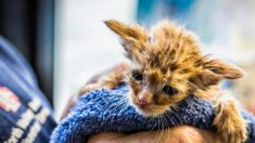 Rescatan gatita cubierta de ceniza llamada “bebé yoda” de los incendios forestales de California