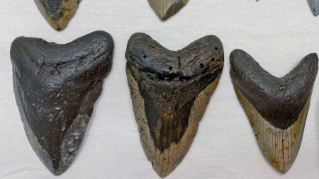 Buceadora encuentra dientes de un tiburón megalodon de 15 millones de años de antigüedad
