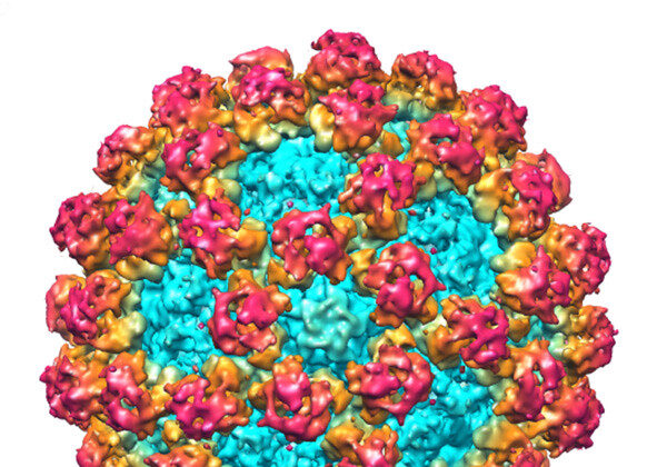 Virus de ARN, de polaridad positiva, llamado norovirus. (Debbink et al./PLoS Pathog [CC BY-SA 2.0])