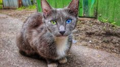 Rescatan gatita con hermosos ojos hambrienta, cubierta de suciedad y pulgas de la calle