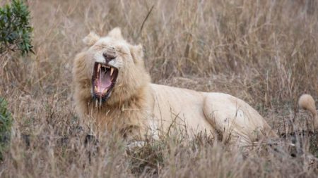 Fotógrafo de vida silvestre captura una imagen extremadamente rara de un león blanco en la selva