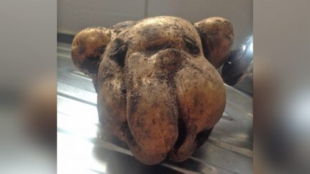 Jardinera se sorprende al descubrir una patata que es la viva imagen de su perro
