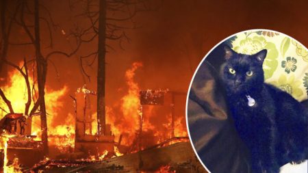 Encuentran gatito perdido en incendio que destruyó la casa de sus dueños hace dos años