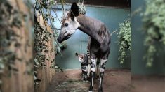 Nace adorable bebé Okapi en zoológico de Londres durante el cierre, ahora da «sus primeros pasos»