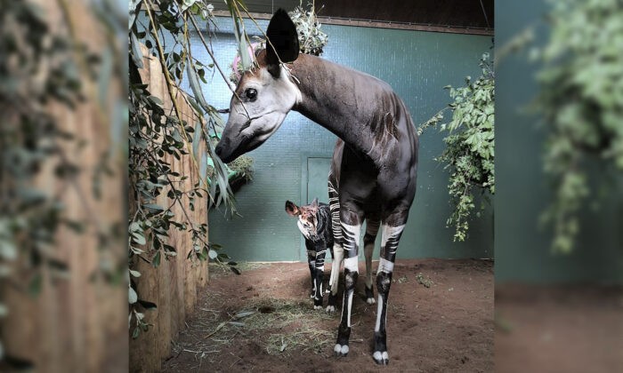 (ZSL Zoológico de Londres)