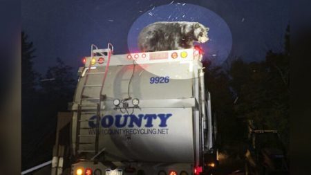 Trabajadores de saneamiento encuentran a un oso negro vivo sobre un camión de basura buscando comida