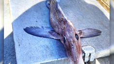 Pescador de aguas profundas saca raro y aterrador «pez fantasma» a 800 metros de profundidad