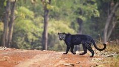 Fotógrafo captura imágenes de un leopardo negro extremadamente raro después de 2 años de espera