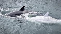 Descubren rara orca blanca cazando en la costa de Alaska