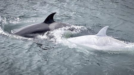 Descubren rara orca blanca cazando en la costa de Alaska