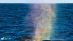 Impresionante foto muestra un arco iris brotando de un soplo de una ballena jorobada