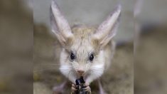 Este roedor tiene las orejas más largas — en relación con su cuerpo — sobre la tierra, ¡y es adorable!