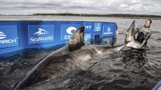 Investigadores oceánicos identifican un enorme tiburón blanco de 50 años en Nueva Escocia