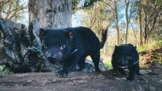 Reintroducen demonios de Tasmania en Australia continental después de 3000 años de haber desaparecido