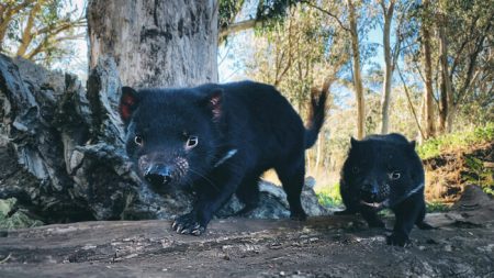 Reintroducen demonios de Tasmania en Australia continental después de 3000 años de haber desaparecido