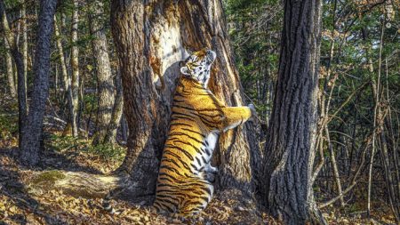 Impresionante fotografía de tigresa abrazando un árbol gana premio al fotógrafo de vida silvestre del año 2020