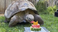 Una tortuga galápagos de 200 kg celebra su 54 cumpleaños con pastel de sandía en zoológico de Perth
