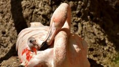 Zoológico de Rhode Island recibe un polluelo de flamenco, el primero que nace en el lugar en 22 años
