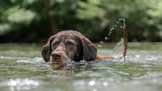 Audaz adolescente salva a perrita herida que cayó a un arroyo: “Lo que queremos ahora es ayudarla”