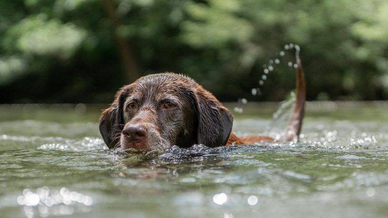 Imagen ilustrativa de un perro en el agua. (Créditos: jatocreate/Pixabay)