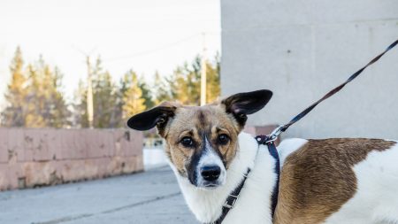 Captan a un perro atado a una camioneta en movimiento en México: luchaba por no ser arrastrado