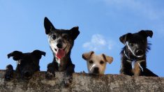 130 perros de Puerto Rico fueron adoptados por estadounidenses en medio de la «soledad del cierre»
