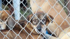 Refugio para perros de Florida contrata vuelo charter para rescatar más de 120 perros de Puerto Rico
