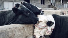 Fotógrafo captura el momento en que 2 vacas consuelan a otra a punto de ser enviada al matadero
